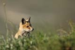 Tilki / Vulpes vulpes / Red Fox 